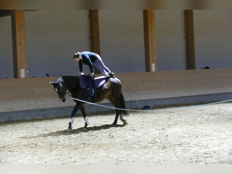 Lettisches Warmblut Stute 8 Jahre 165 cm Dunkelbrauner in Ganschow