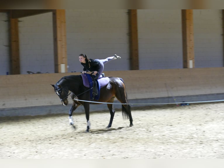 Lettisches Warmblut Stute 8 Jahre 165 cm Dunkelbrauner in Ganschow