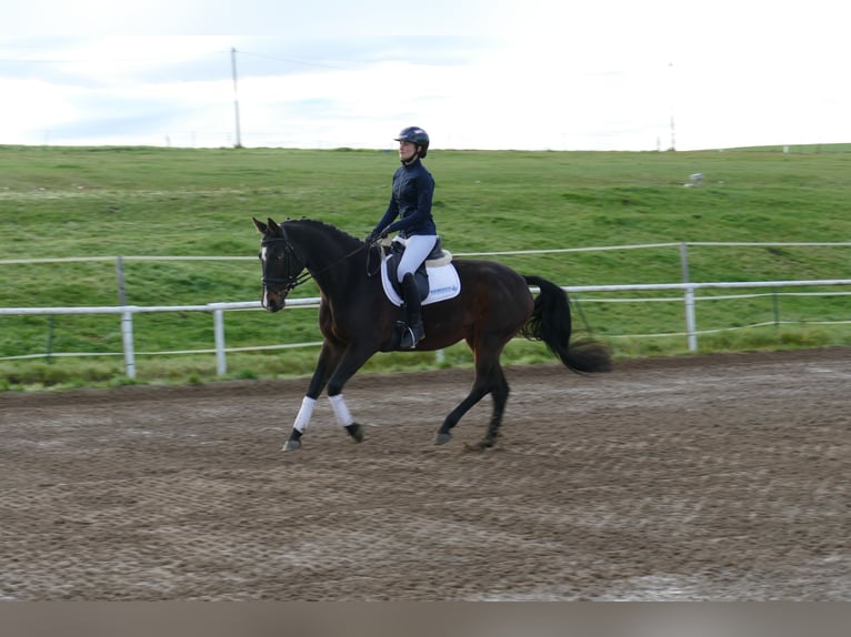 Lettisches Warmblut Stute 8 Jahre 165 cm Dunkelbrauner in Ganschow