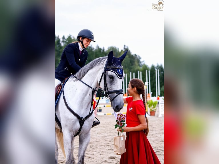 Lettisches Warmblut Stute 8 Jahre 170 cm Schimmel in Ryga