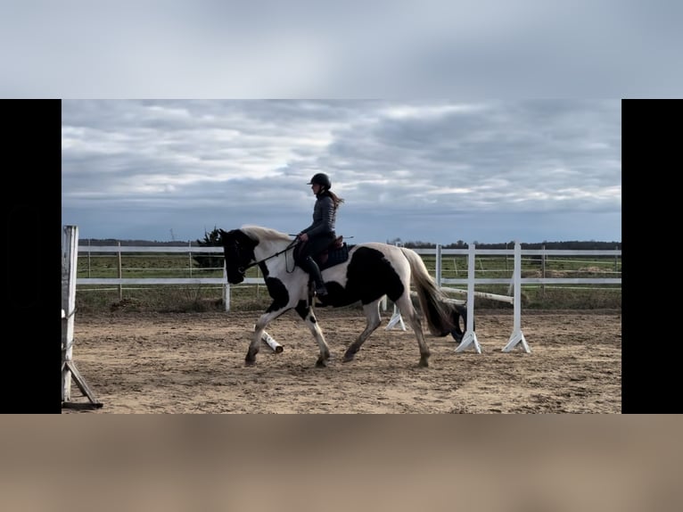 Lettisches Warmblut Stute 9 Jahre 158 cm in N&#xF5;mme