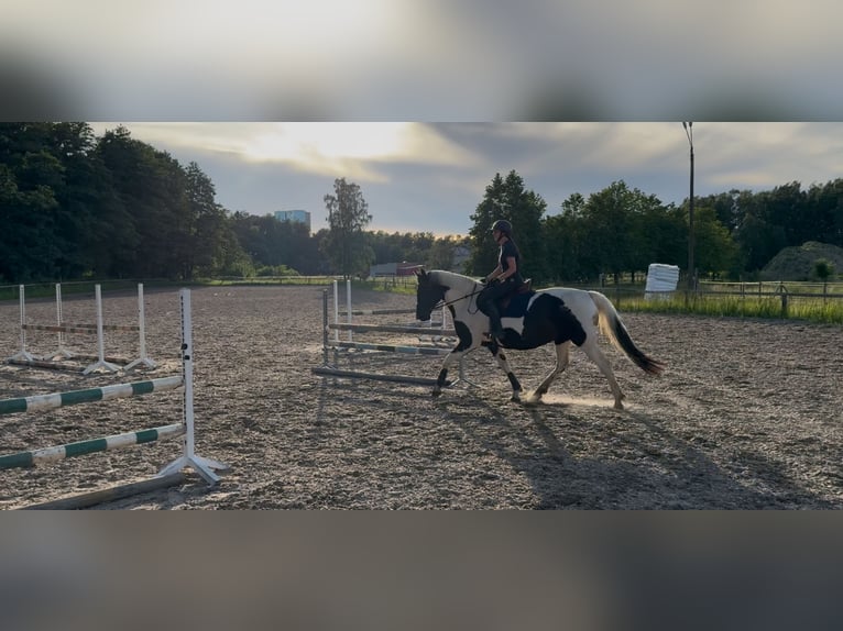 Lettisches Warmblut Stute 9 Jahre 158 cm in N&#xF5;mme