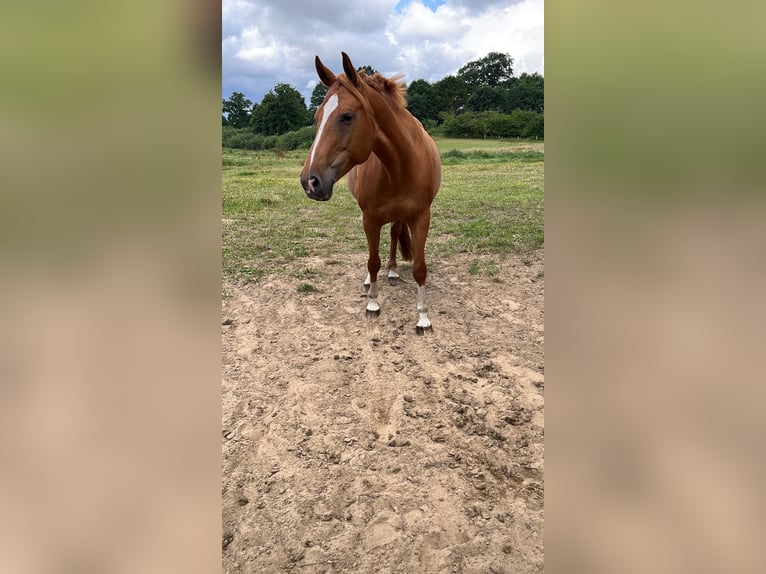 Lettisches Warmblut Stute 9 Jahre 163 cm Fuchs in Papendorf