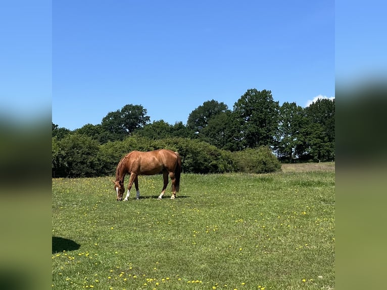 Lettisches Warmblut Stute 9 Jahre 163 cm Fuchs in Papendorf