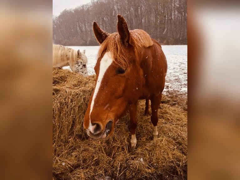 Lettisches Warmblut Stute 9 Jahre 163 cm Fuchs in Papendorf