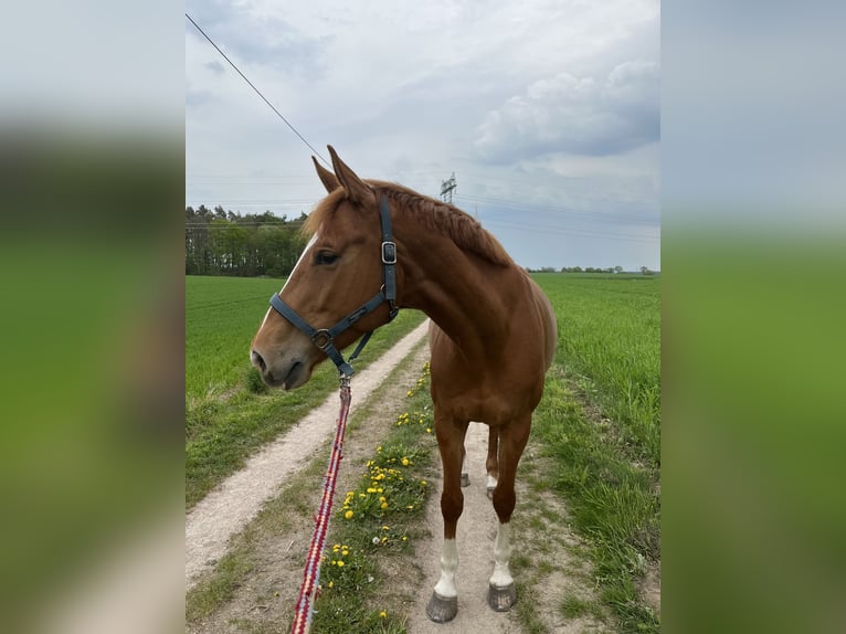 Lettisches Warmblut Stute 9 Jahre 163 cm Fuchs in Papendorf