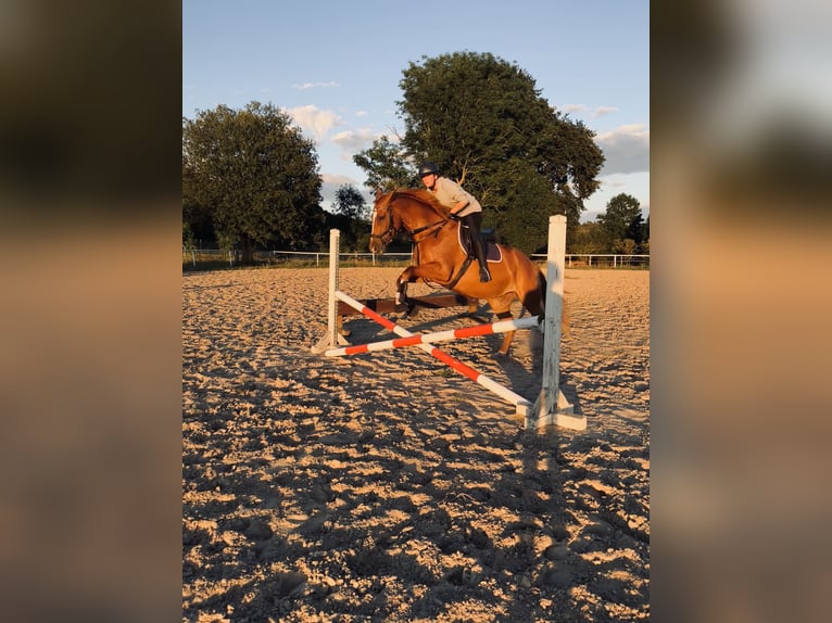 Lettisches Warmblut Stute 9 Jahre 163 cm Fuchs in Papendorf
