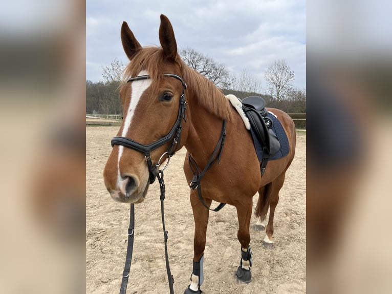 Lettisches Warmblut Stute 9 Jahre 163 cm Fuchs in Papendorf