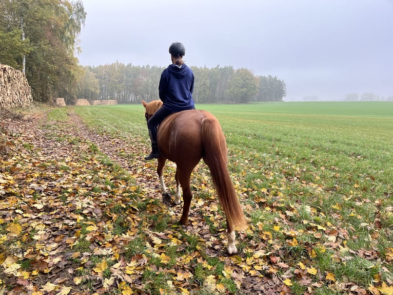 Lettisches Warmblut Stute 9 Jahre 163 cm Fuchs in Papendorf