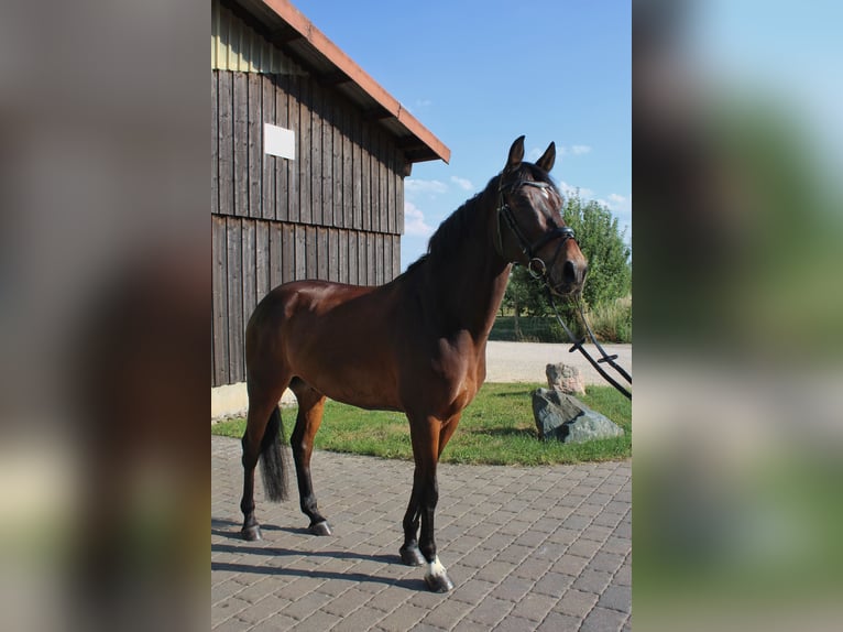 Lettisches Warmblut Wallach 10 Jahre 165 cm Brauner in Wiesbaden
