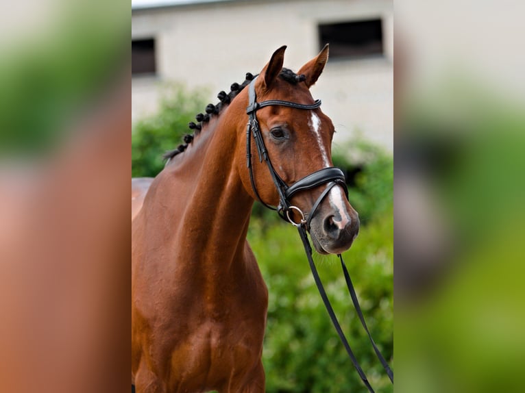 Lettisches Warmblut Wallach 10 Jahre 165 cm in Riga