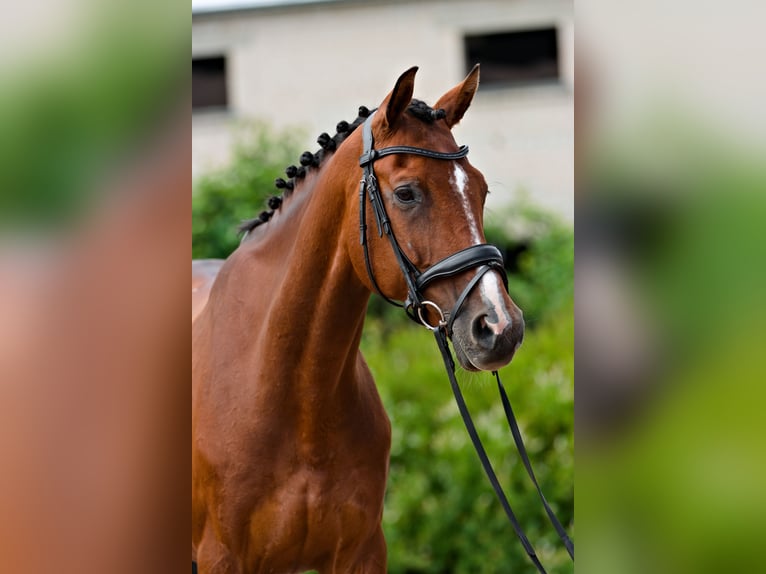 Lettisches Warmblut Wallach 10 Jahre 167 cm Rotbrauner in Riga