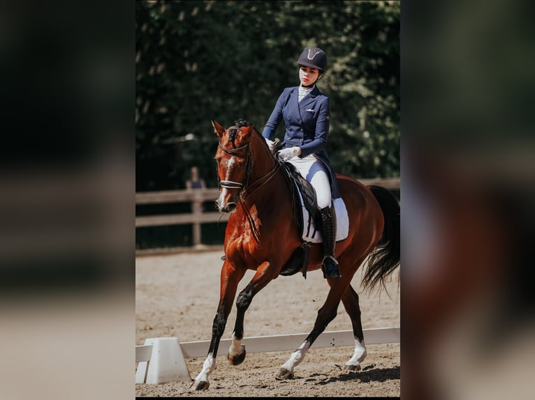 Lettisches Warmblut Wallach 10 Jahre 167 cm Rotbrauner in Riga