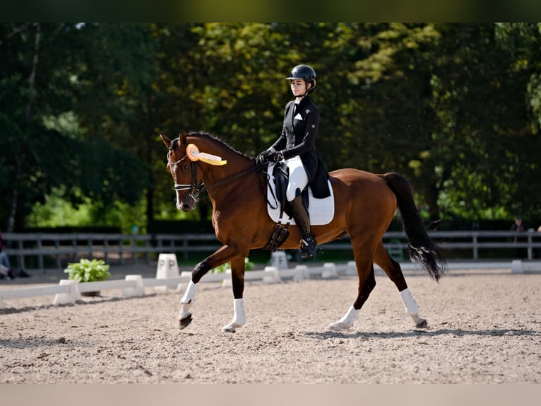 Lettisches Warmblut Wallach 10 Jahre 167 cm Rotbrauner in Riga