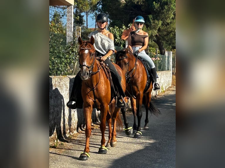 Lettisches Warmblut Mix Wallach 11 Jahre 158 cm Fuchs in Nogueira do Cravo
