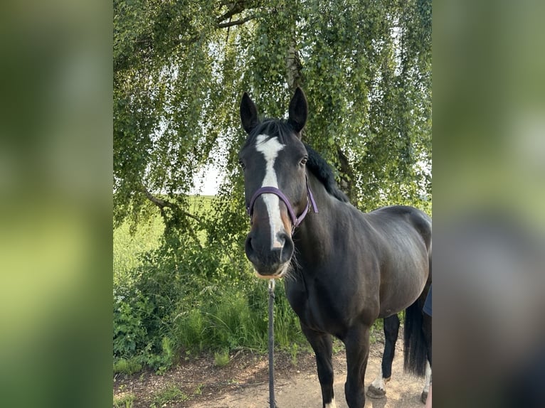 Lettisches Warmblut Wallach 11 Jahre 165 cm Schwarzbrauner in Polsingen