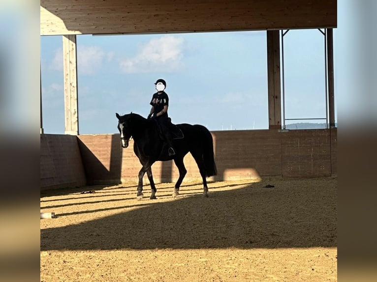 Lettisches Warmblut Wallach 11 Jahre 165 cm Schwarzbrauner in Polsingen