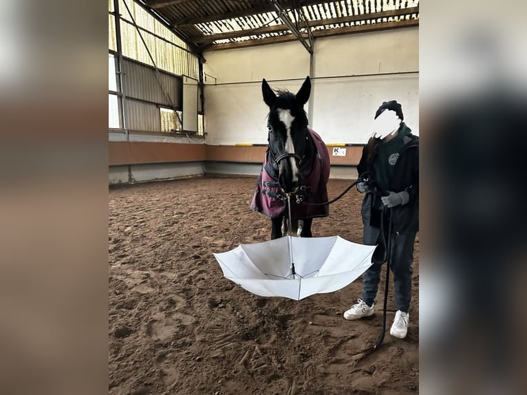 Lettisches Warmblut Wallach 11 Jahre 165 cm Schwarzbrauner in Polsingen