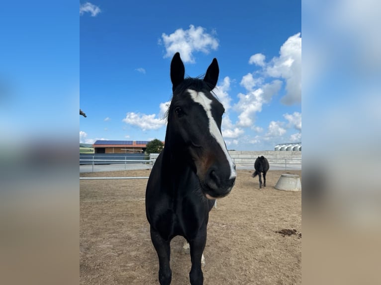 Lettisches Warmblut Wallach 11 Jahre 165 cm Schwarzbrauner in Polsingen