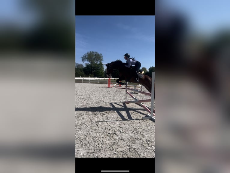 Lettisches Warmblut Wallach 11 Jahre 168 cm Brauner in Sucha Koszalińska