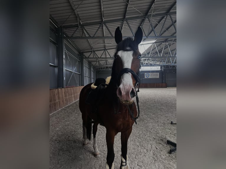 Lettisches Warmblut Wallach 11 Jahre 168 cm Brauner in Sucha Koszalińska