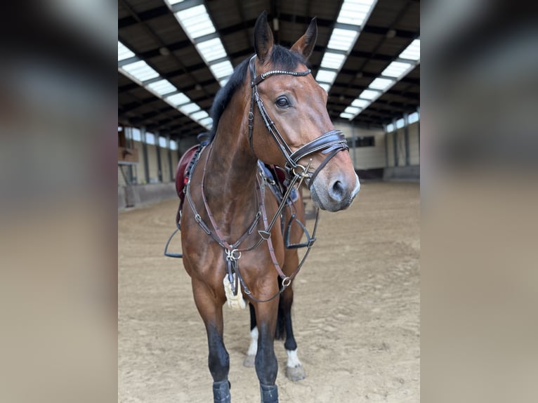 Lettisches Warmblut Wallach 11 Jahre 170 cm Brauner in Schieren