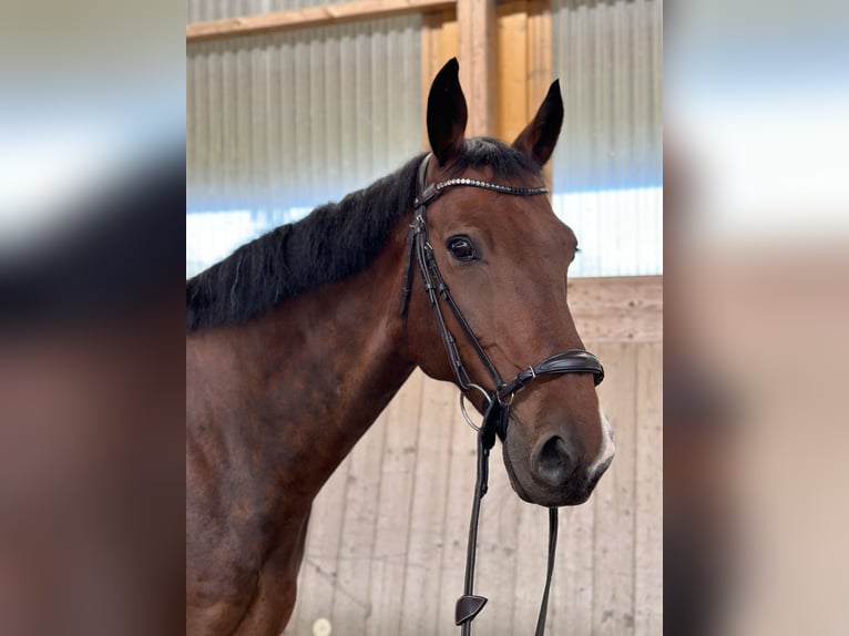 Lettisches Warmblut Wallach 11 Jahre 170 cm Brauner in Schieren