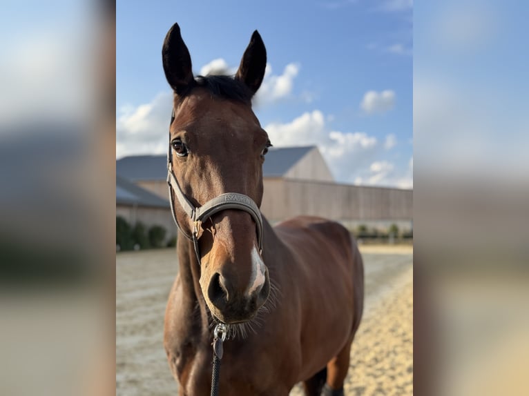 Lettisches Warmblut Wallach 11 Jahre 170 cm Brauner in Schieren