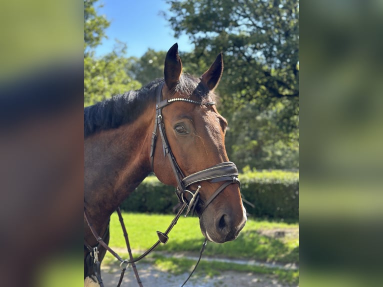 Lettisches Warmblut Wallach 11 Jahre 170 cm Brauner in Schieren