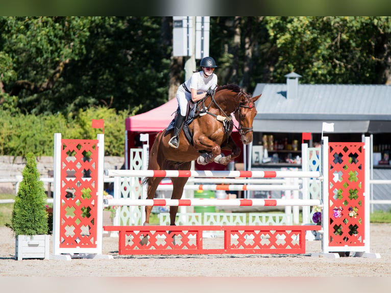 Lettisches Warmblut Wallach 12 Jahre 174 cm Dunkelfuchs in Niitvälja, Harju maakond