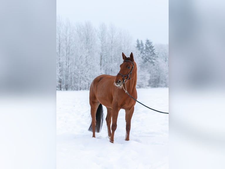 Lettisches Warmblut Wallach 12 Jahre 174 cm Dunkelfuchs in Niitvälja, Harju maakond