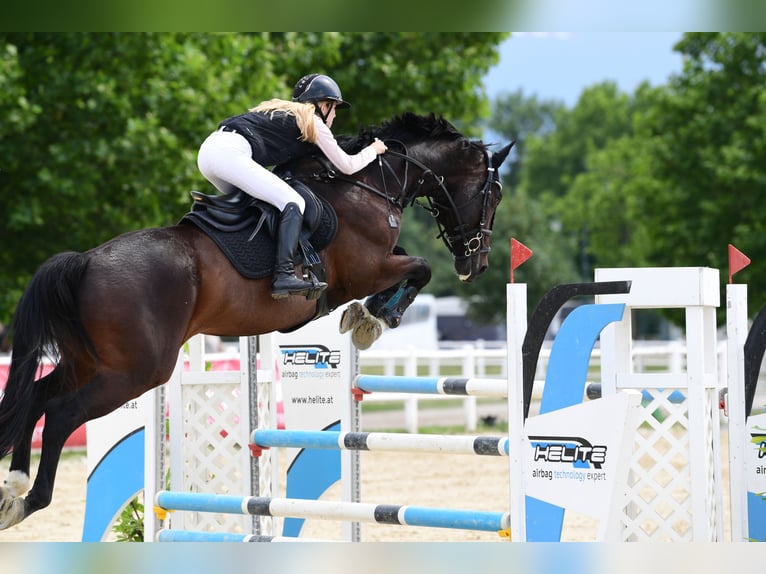 Lettisches Warmblut Wallach 13 Jahre 170 cm Dunkelbrauner in Enzesfeld-Lindabrunn