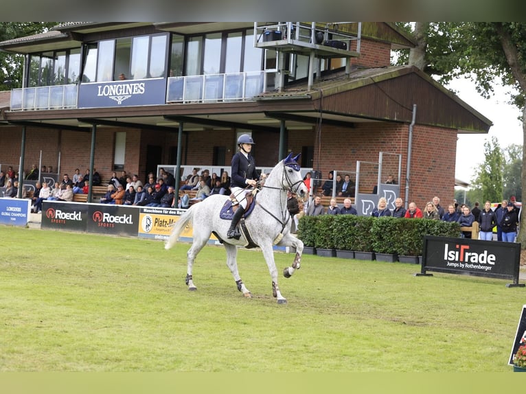 Lettisches Warmblut Wallach 13 Jahre 173 cm Fliegenschimmel in Wattenbek