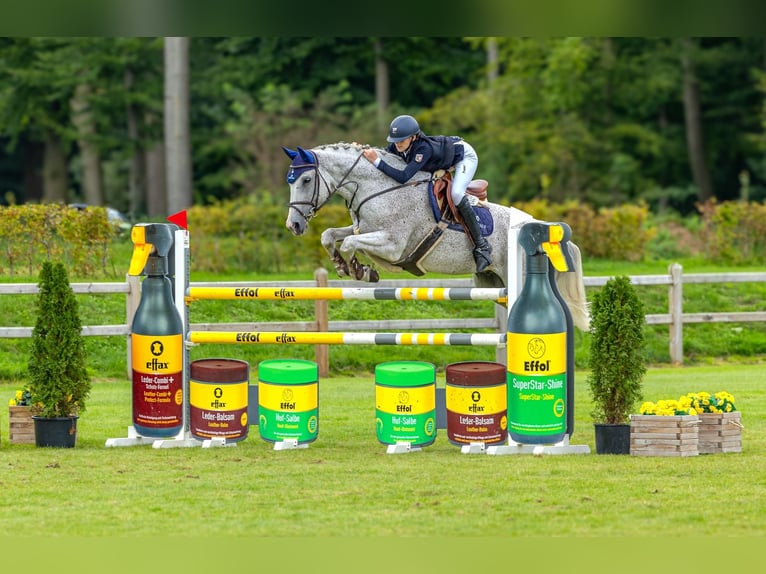 Lettisches Warmblut Wallach 13 Jahre 173 cm Fliegenschimmel in Wattenbek