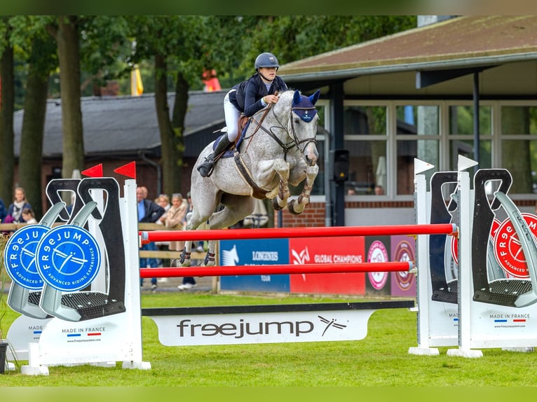 Lettisches Warmblut Wallach 13 Jahre 173 cm Fliegenschimmel in Wattenbek