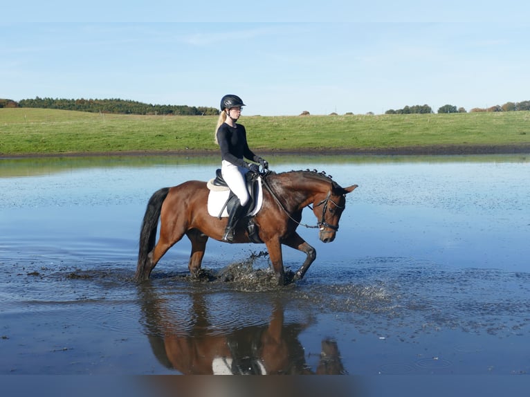 Lettisches Warmblut Wallach 14 Jahre 159 cm Brauner in Ganschow