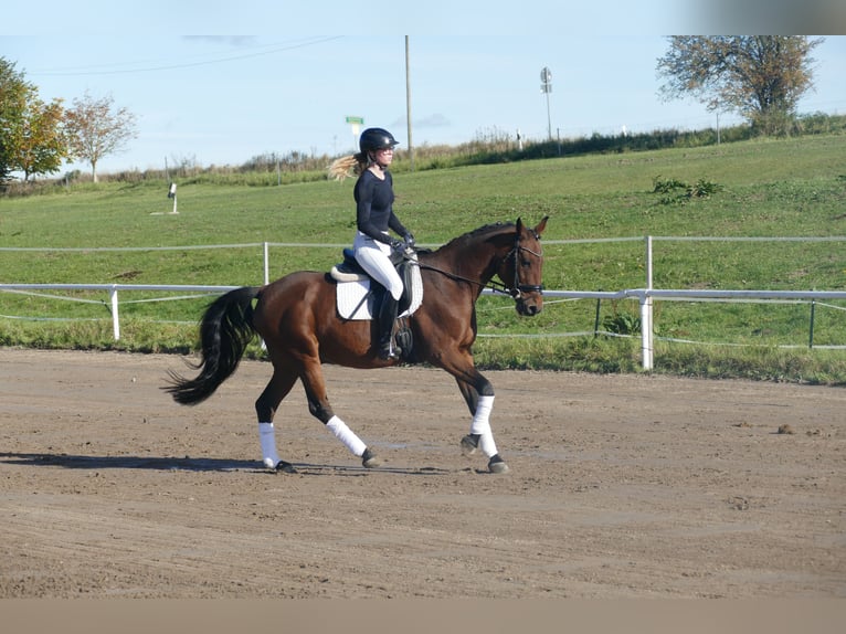 Lettisches Warmblut Wallach 14 Jahre 159 cm Brauner in Ganschow