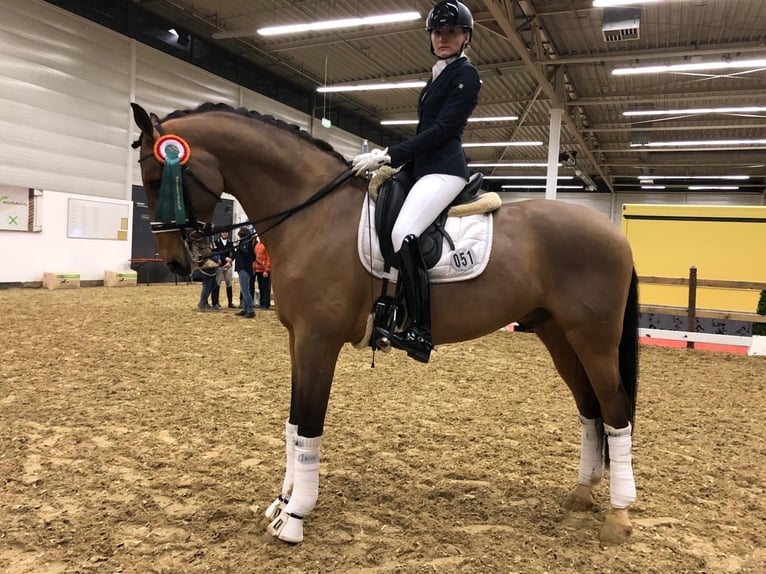 Lettisches Warmblut Wallach 14 Jahre 175 cm Hellbrauner in Neuss