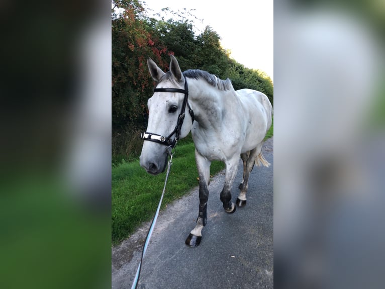 Lettisches Warmblut Wallach 14 Jahre 180 cm Apfelschimmel in Schnega