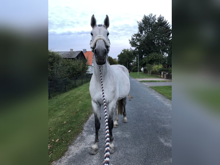 Lettisches Warmblut Wallach 14 Jahre 180 cm Apfelschimmel in Schnega