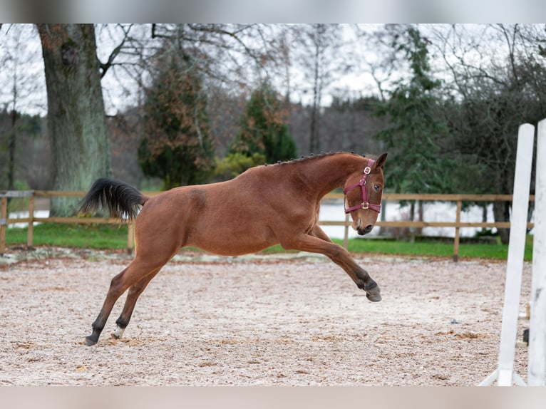 Lettisches Warmblut Mix Wallach 1 Jahr 160 cm Rotbrauner in Grybėnai