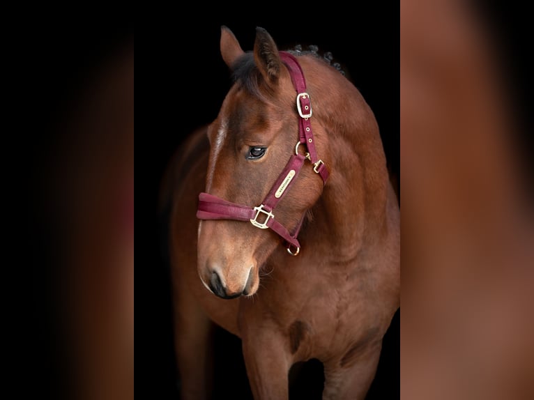 Lettisches Warmblut Mix Wallach 1 Jahr 160 cm Rotbrauner in Grybėnai