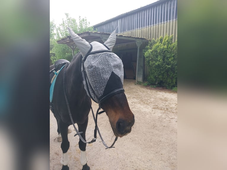 Lettisches Warmblut Wallach 30 Jahre 168 cm Schwarzbrauner in Ratingen