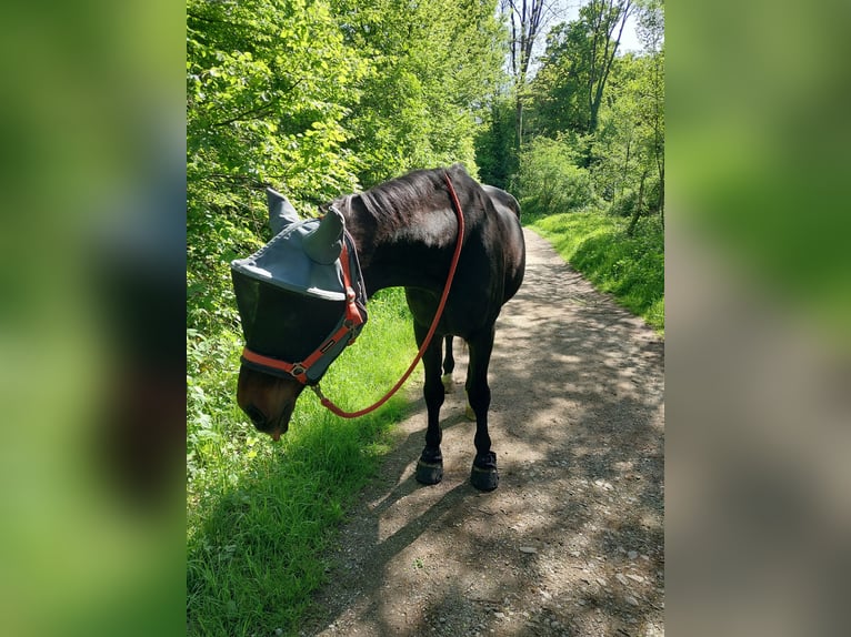Lettisches Warmblut Wallach 30 Jahre 168 cm Schwarzbrauner in Ratingen