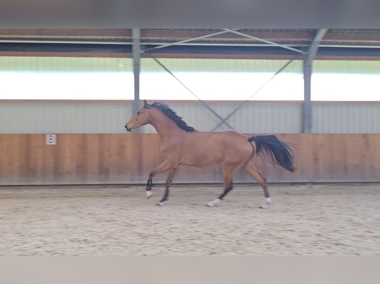 Lettisches Warmblut Wallach 3 Jahre 170 cm Hellbrauner in Hulten