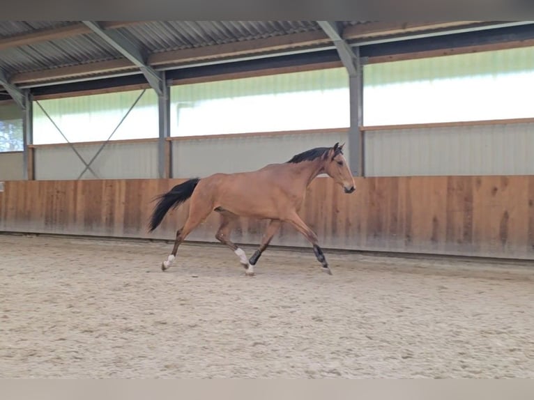 Lettisches Warmblut Wallach 3 Jahre 170 cm Hellbrauner in Hulten