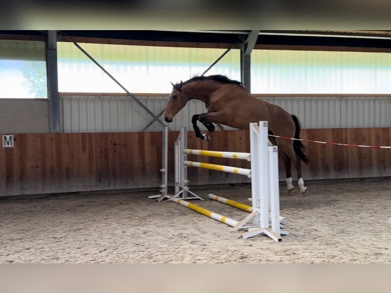 Lettisches Warmblut Wallach 3 Jahre 170 cm Hellbrauner in Hulten