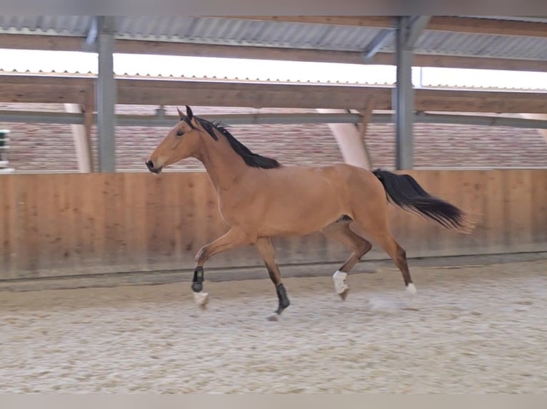 Lettisches Warmblut Wallach 3 Jahre 170 cm Hellbrauner in Hulten