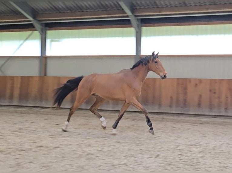 Lettisches Warmblut Wallach 3 Jahre 170 cm Hellbrauner in Hulten
