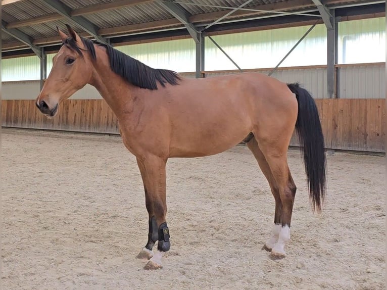 Lettisches Warmblut Wallach 3 Jahre 170 cm Hellbrauner in Hulten